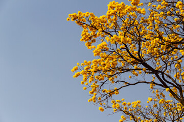 Detalhe de um ipê amarelo florido com céu azul ao fundo.