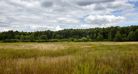 Panoramic photo of dense forest against the sky and meadows. Beautiful landscape of a row of trees...