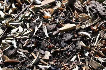dried yellow leaves with black wooden chips 
