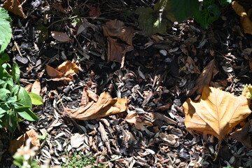 dried chips of a tree trunk