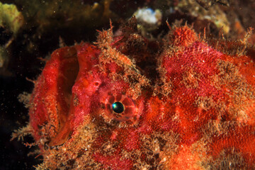 Fototapeta na wymiar Behavioural observation of red frogfish in their marine habitat on the rocky sandy bottom, surrounded by seaweed.