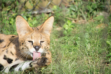 Obraz premium サーバル