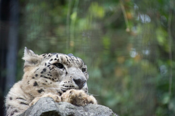 Obraz premium 雪豹