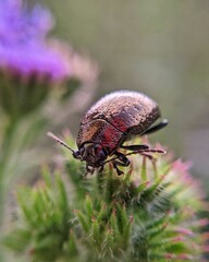 bug on a leaf