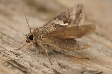 Closeup on the migratory silver Y moth, Autographa gamma with open wings on wood