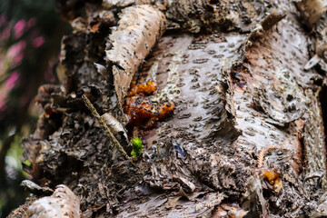 Photograph of pine trunks found Rio Grande do Sul, Brazil.