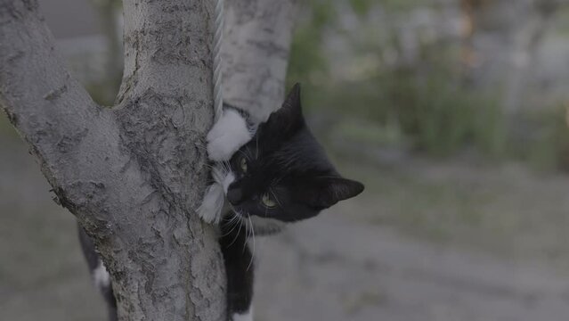 A black cat with white paws on a tree bites the rope Rec.2020 PQ