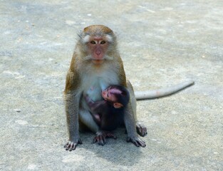 A long-tailed monkey breastfeeds her cub while sitting on the sun-drenched concrete floor.