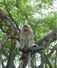 A brown long-tailed monkey sitting on a tree yawning.