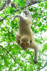 A monkey with big ears and a long tail hooked his head down a tree with his feet, staring at the camera.