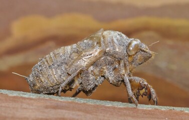 Empty Cicada exuviae attached to a Crepe Myrtle tree in Houston, TX during Summer.