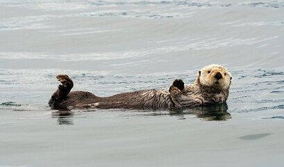 Sea Otter Relaxing In Kachemak Bay, Alaska