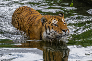 Fototapeta na wymiar Siberian or Amur Tiger (Panthera tigris altaica)