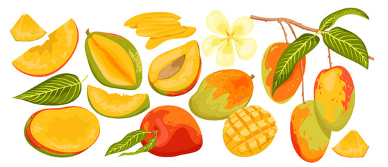 Mango set vector illustration. Cartoon isolated ripe and unripe green fruit, whole mango and cut in half with pit and cubic slices for eating, tropical fruit branch with harvest, flower and leaves