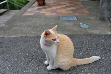 Fototapeta premium 猫 cat