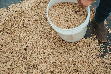 Coffee grains 3