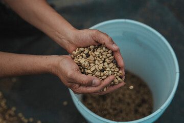 Coffee grains in hans