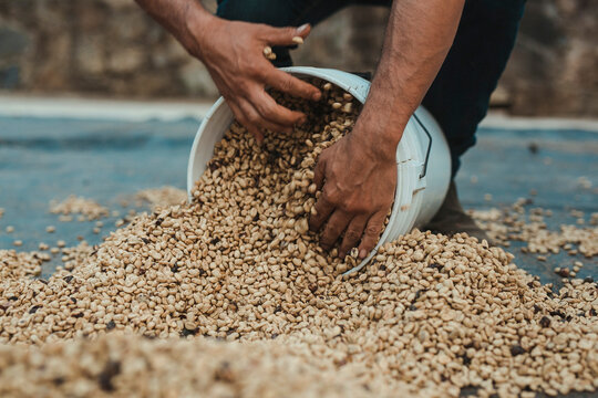 Coffee grains 4