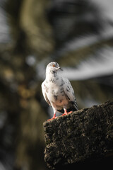 bird on a fence
