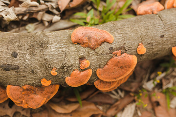 Wild mushrooms