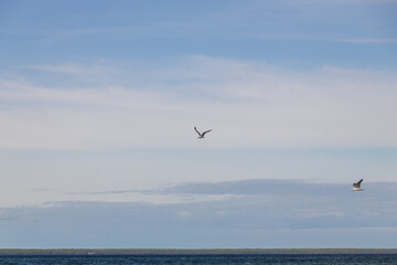 Seagulls flying with blue sky and white clouds in background
