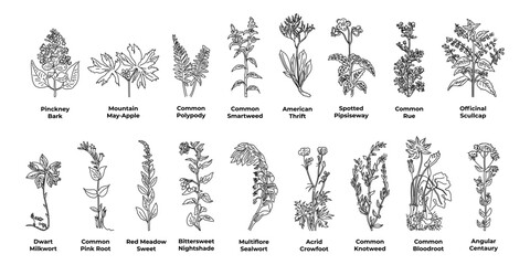 A set of sketches healing plants of america