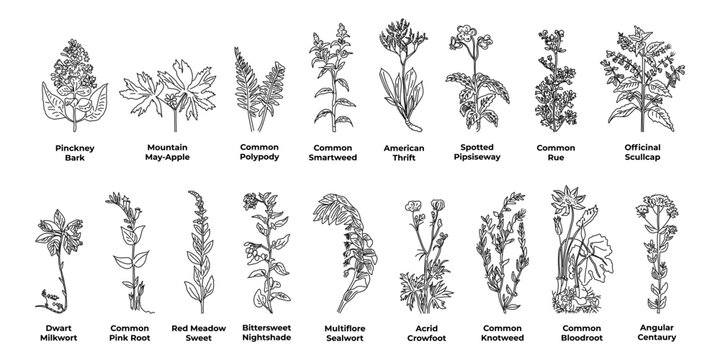 A Set Of Sketches Healing Plants Of America