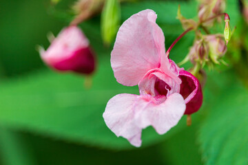 Himalayan balsam, impatiens glandulifera wild flower. Plant background