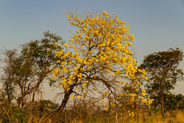 Um ipe amarelo florido as margens da rodovia BR-153 em Goias. Handroanthus albus.