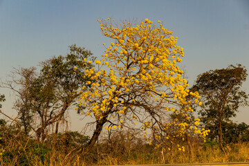 Fototapeta na wymiar Um ipe amarelo florido as margens da rodovia BR-153 em Goias. Handroanthus albus.