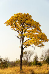 Um ipe amarelo florido as margens da rodovia BR-153 em Goias. Handroanthus albus.