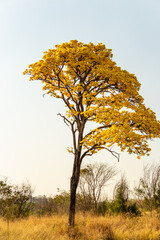 Um ipe amarelo florido as margens da rodovia BR-153 em Goias. Handroanthus albus.