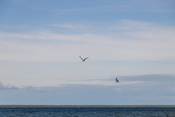 Seagulls flying with blue sky and white clouds in background
