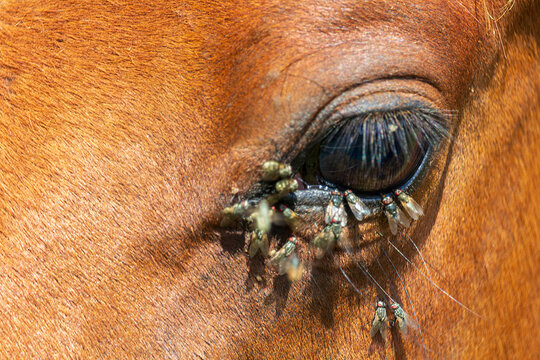 Detail of fly on horse eye. Annoying insect cause inflammation
