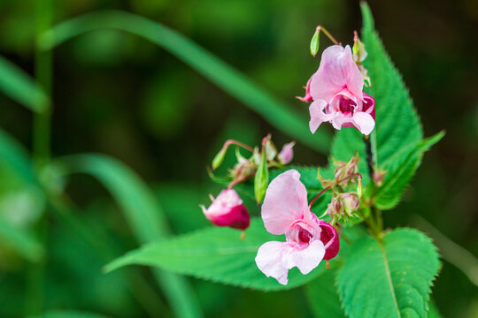 Himalayan balsam, impatiens glandulifera wild flower. Plant background