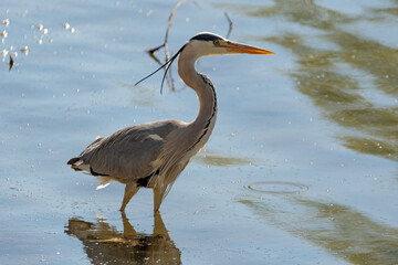 Heron in the lake of Constance in Altenrhein in Switzerland