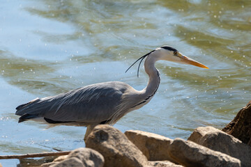 Heron in the lake of Constance in Altenrhein in Switzerland