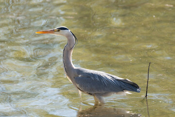 Heron in the lake of Constance in Altenrhein in Switzerland