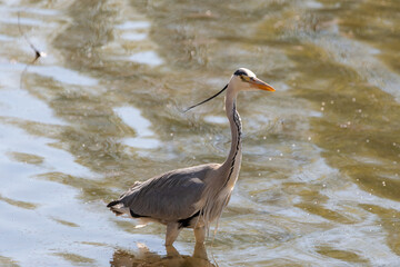 Heron in the lake of Constance in Altenrhein in Switzerland