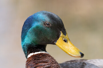 Duck in a lake in Oberriet in Switzerland