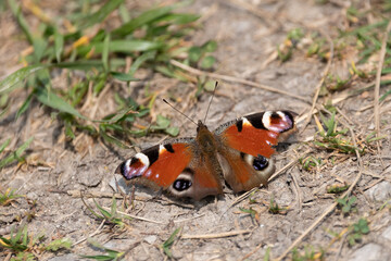 Butterfly in a park in Oberriet in Switzerland
