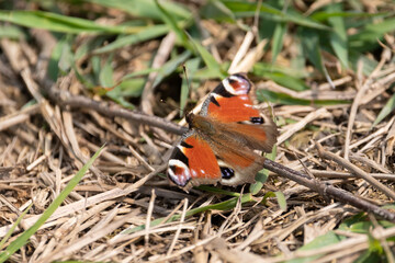 Butterfly in a park in Oberriet in Switzerland