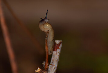 Brown slug close-up on the stem.