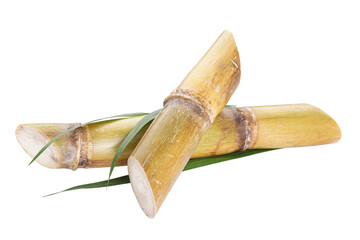 Sugar cane isolated on white background, closeup.