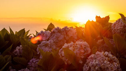 Sunrise at Azores islands, travel Portugal, with hydrangeas.