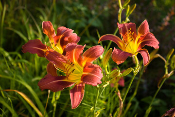 Burgundy daylilies with a yellow center in the rays of the sun, very beautiful, against a blurred background of garden greenery.