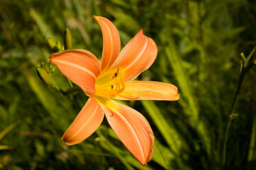 An orange and white-striped daylily in the rays of the sun against a blurred background of garden greenery.