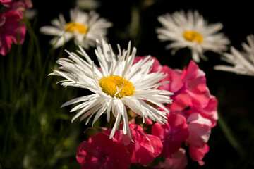 White daisies on a background of blurred pink phlox and garden greenery.