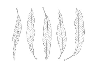 skeletal dry mango leaves and leaf white black isolated line design on white background illustration vector
