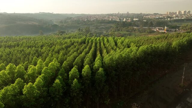 Filme a&eacute;reo, de floresta de reflorestamento, com eucaliptus voltado para a fabrica&ccedil;&atilde;o de papel e celulose, em Limeira, S&atilde;o Paulo, Brasil